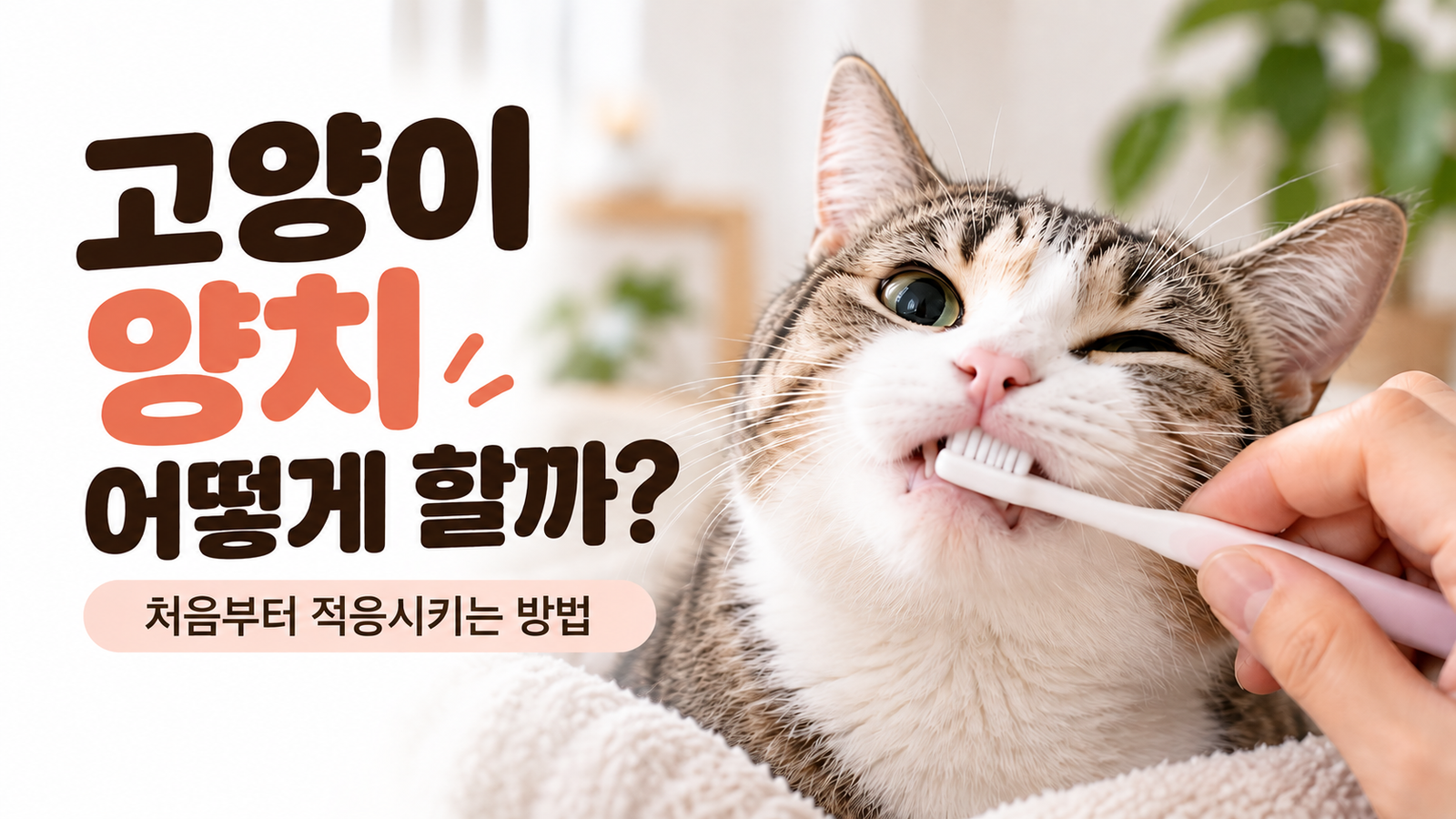 고양이 양치 처음부터 적응시키는 방법과 올바른 칫솔질