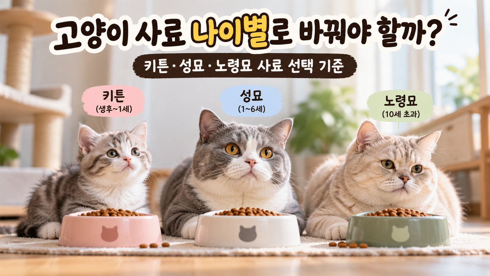 고양이 나이별 사료 키튼 성묘 노령묘 선택 기준