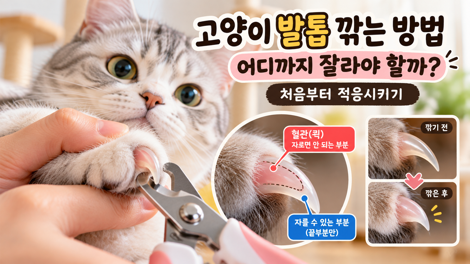 고양이 발톱 깎는 방법과 혈관 퀵을 피해 안전하게 자르는 위치